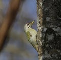 Grey-headed woodpecker (Picus canus) Royalty Free Stock Photo