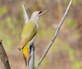 Grey-headed woodpecker, Picus canus. A young bird sits on a branch