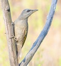 Grey-headed woodpecker, Picus canus. A young female sits on a dry branch Royalty Free Stock Photo