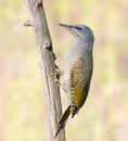 Grey-headed woodpecker, Picus canus. A young female sits on a dry branch Royalty Free Stock Photo