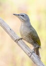 Grey-headed woodpecker, Picus canus. A young female sits on a dry branch Royalty Free Stock Photo