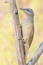 Grey-headed woodpecker, Picus canus. A young female sits on a dry branch Royalty Free Stock Photo