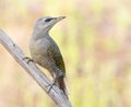 Grey-headed woodpecker, Picus canus. A young female sits on a dry branch Royalty Free Stock Photo