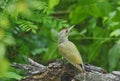 Grey headed woodpecker Picus cenerinus