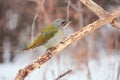 Grey-headed woodpecker sits on a branch, trying to find food before the blizzard begins.