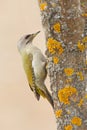 Grey-headed Woodpecker sitting on the tree trunk with yellow lichen, nice green bird, Sweden