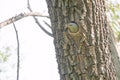 Grey-headed woodpecker Royalty Free Stock Photo