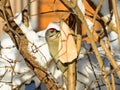 The Grey-headed woodpecker visiting bird feeder on a branch and eating a piece of lard. Head down