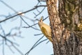 Grey-headed woodpecker on walnut tree Royalty Free Stock Photo