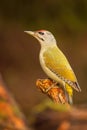 Grey-headed woopecker Royalty Free Stock Photo