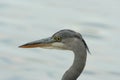 Grey Heron Royalty Free Stock Photo