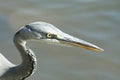 Grey Heron Royalty Free Stock Photo