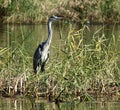 The Grey Heron