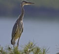 Grey Heron