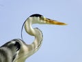 Grey Heron Royalty Free Stock Photo