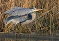 Grey Heron Royalty Free Stock Photo