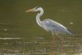 Grey heron