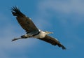 Grey heron Royalty Free Stock Photo