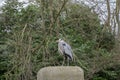 Grey Heron At Amsterdam The Netherlands 26-1-2022 Royalty Free Stock Photo