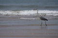 Grey heron. Angola.