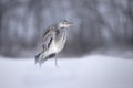 Grey heron is approaching Royalty Free Stock Photo