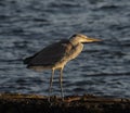 Grey Heron (Ardea Cinera) Royalty Free Stock Photo