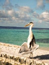 Grey Heron Ardea Cinera standing on a beach in the Maldives d Royalty Free Stock Photo