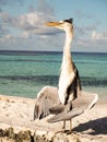 Grey Heron Ardea Cinera standing on a beach in the Maldives d Royalty Free Stock Photo