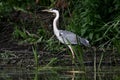 Grey Heron, Ardea cinerea Royalty Free Stock Photo