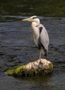 Grey Heron (Ardea cinerea) Royalty Free Stock Photo