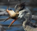 Grey Heron (Ardea cinerea) Royalty Free Stock Photo