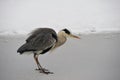 Grey Heron (Ardea cinerea) Royalty Free Stock Photo