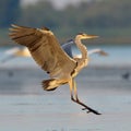 Grey heron (ardea cinerea) Royalty Free Stock Photo