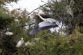 Grey Heron, ardea cinerea, Adul standing on Nest, in Flight, Taking off from Nest, Camargue in the South of France