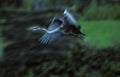 Grey Heron, ardea cinerea, Adult in Flight Royalty Free Stock Photo