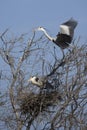 HERON CENDRE ardea cinerea