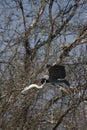 Grey Heron, ardea cinerea, Adult in Flight, Taking off from Tree, Camargue in the South of France Royalty Free Stock Photo