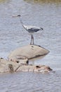 Grey heron Royalty Free Stock Photo