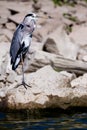 GREY HERON, ARDEA CINEREA, BALANCING WITH ONE LEG ON A ROCK