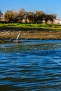 Grey heron Ardea cinerea on a bank of the Nile river Royalty Free Stock Photo