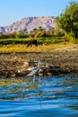 Grey heron Ardea cinerea on a bank of the Nile river Royalty Free Stock Photo