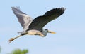 Grey heron, Ardea cinerea. A bird flies against a blue sky Royalty Free Stock Photo