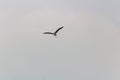 Grey heron, Ardea cinerea bird flying on overcast sky. Wildlife animal background Royalty Free Stock Photo
