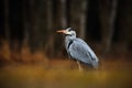 Grey Heron, Ardea cinerea, bird sitting in the green marsh grass, forest in the background, animal in the nature habitat, Norway Royalty Free Stock Photo