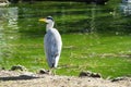 A grey heron, ardea cinerea, bird standing on a artificial island in his enclosure