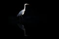 Grey Heron Ardea cinerea on black background Royalty Free Stock Photo