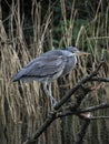 Grey heron, Ardea cinerea. Blackford Pond, Edinburgh