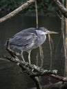 Grey heron, Ardea cinerea. Blackford Pond, Edinburgh