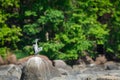 Grey heron Ardea cinerea in breeding season calling mate and display wingspan in love shape