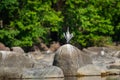 Grey heron Ardea cinerea in breeding season calling mate and display wingspan in love shape